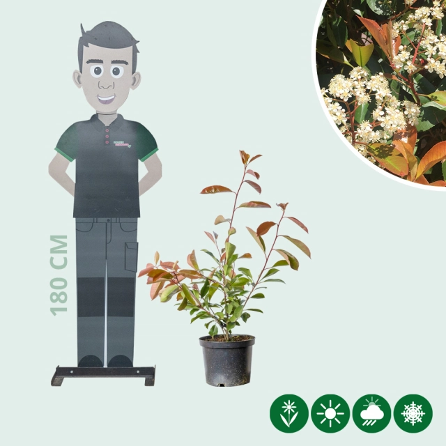Photinia Red Robin haag 100 cm
