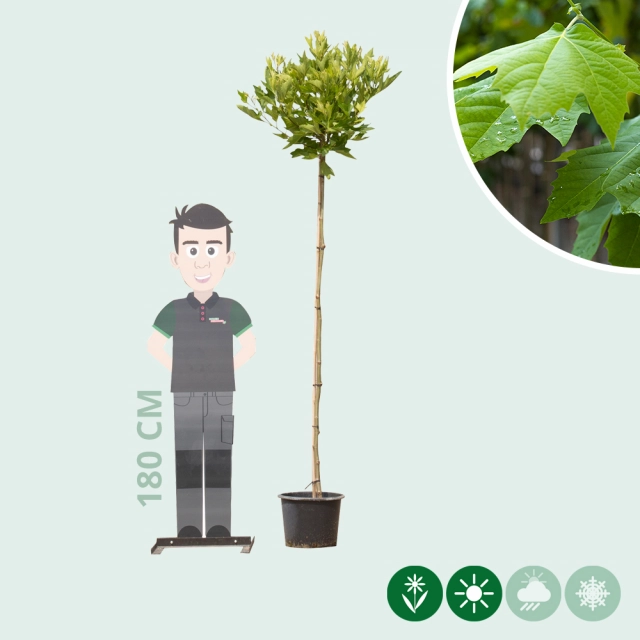 Bol plataan 180 cm stamhoogte