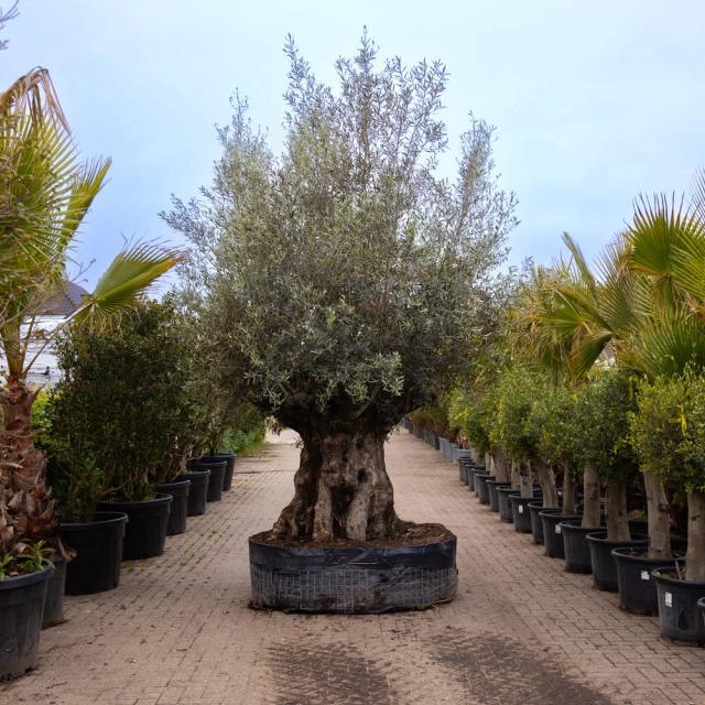 Olijfboom 'Bonsai' #171