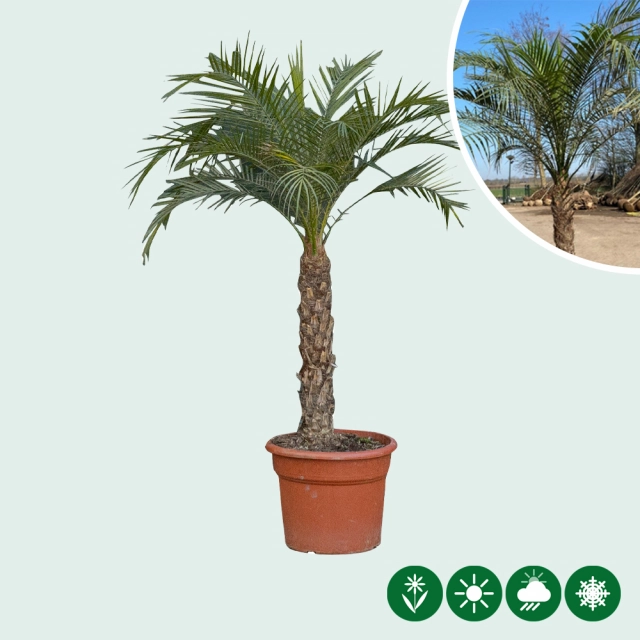 Dwergdadelpalm 100 cm