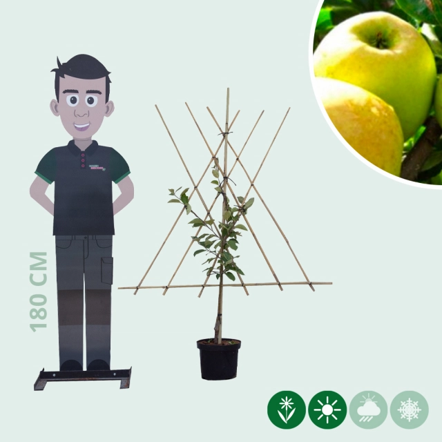 Malus d. Golden Delicious' laagstam leiboom