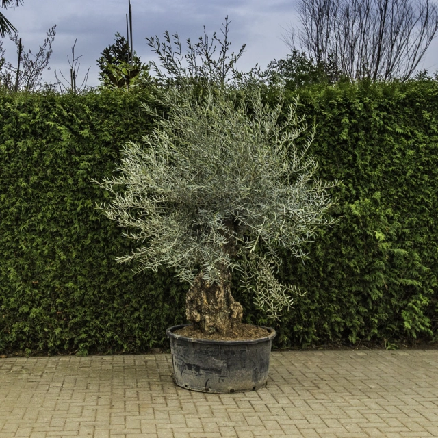 Olijfboom 'Bonsai' #93
