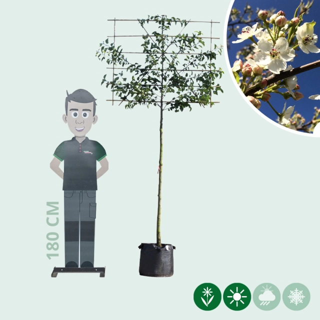 Sierpeer leiboom 150 cm