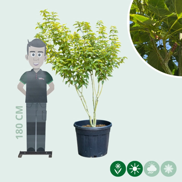 Chinese esdoorn meerstammig