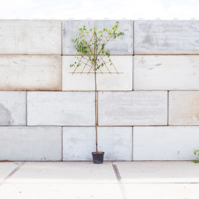 Zoete pruim 'Victoria' hoogstam leiboom