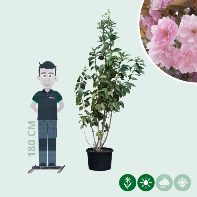 Gewone Japanse sierkers meerstammig