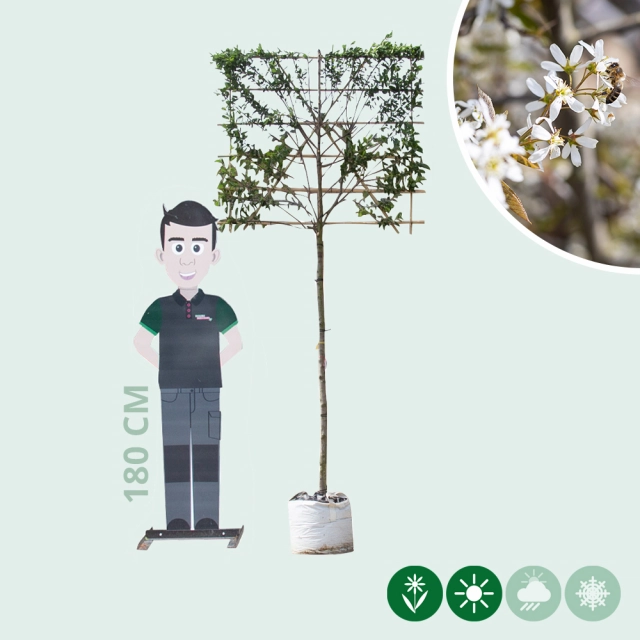 Krentenboom leiboom 150 cm