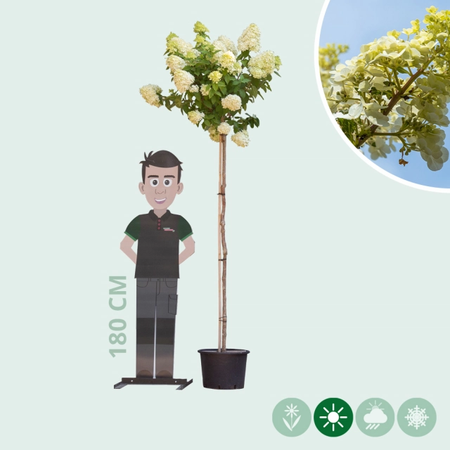Hortensia 'Limelight hoogstam