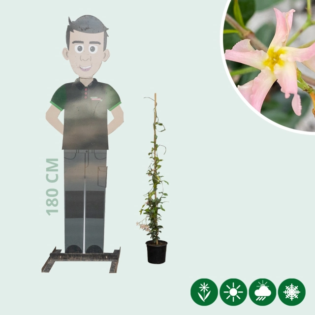 Roze Toscaanse jasmijn 125 cm