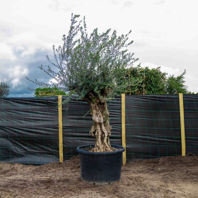 Olijfboom 'Bonsai' #1