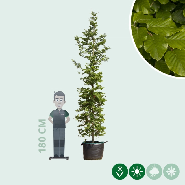 Groene beuk laagstam