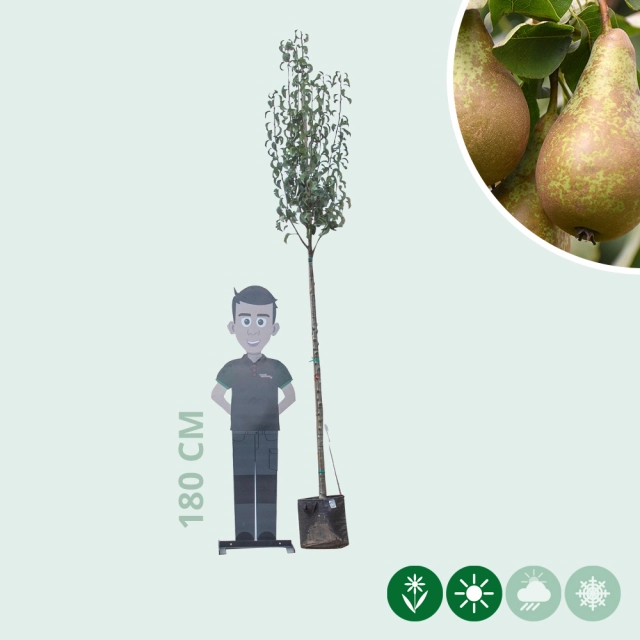 Grote perenboom Conference