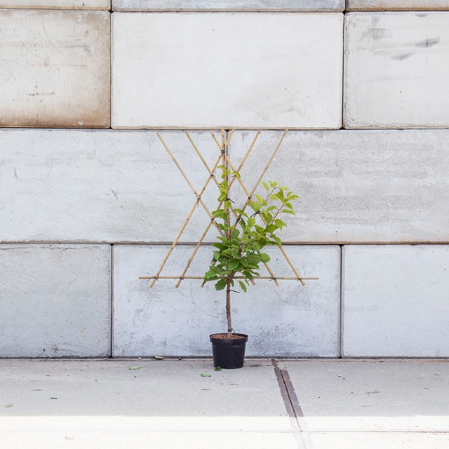 Prunus a. 'Varikse Zwarte' laagstam leiboom