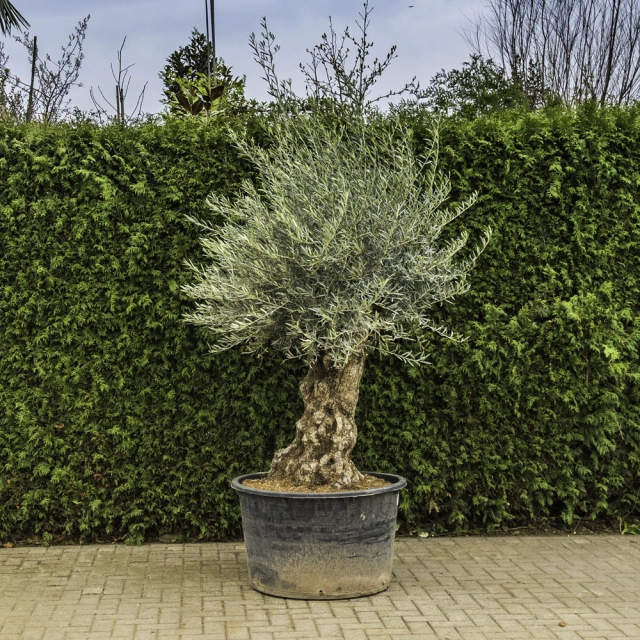 Olijfboom 'Bonsai' #96