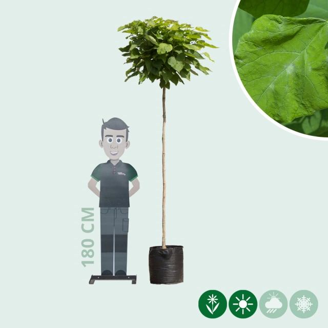 Bolcatalpa 180 cm stamhoogte