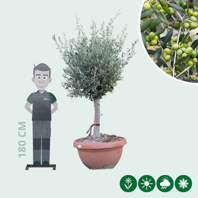 Olijfboom decoschaal