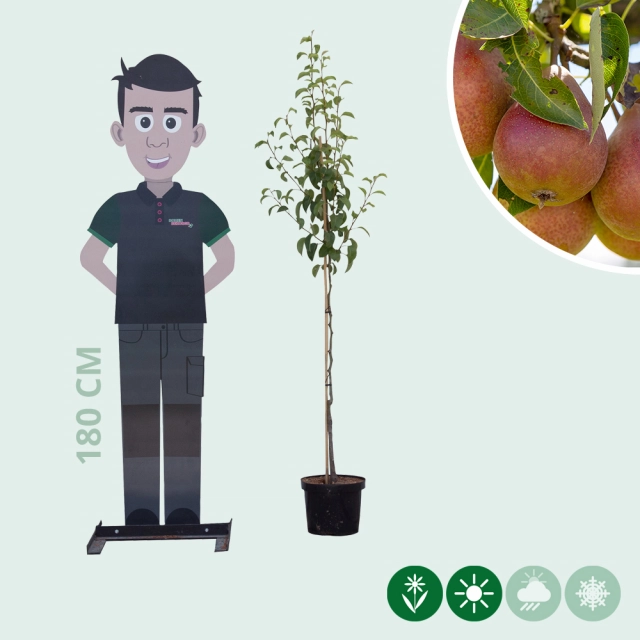 Pyrus c. 'Bonne Louise d'Avranches'