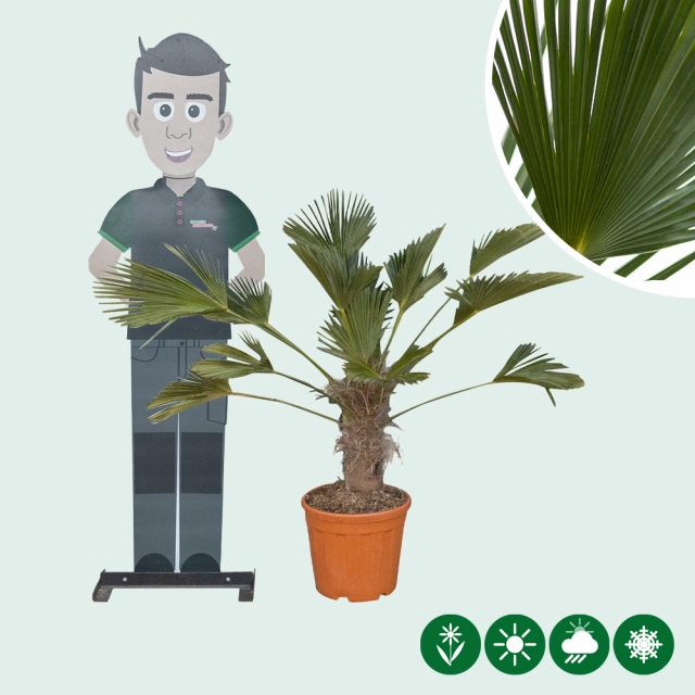Wagner palm 30 cm stamhoogte