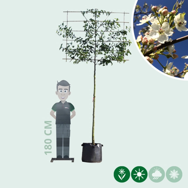 Sierpeer leiboom 180 cm