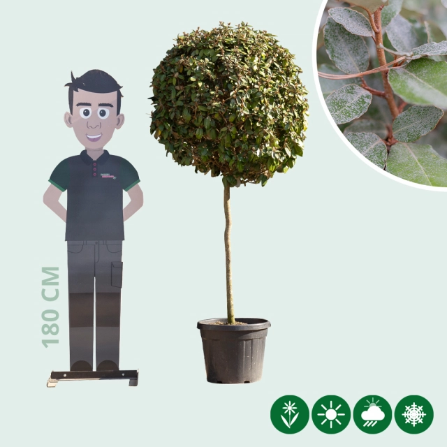 Bol olijfwilg volgroeid