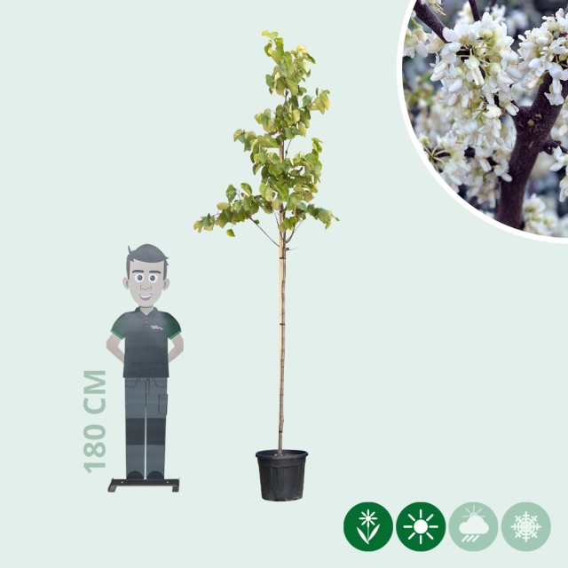 Judasboom 'Texas White'