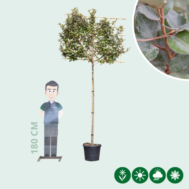 Olijfwilg leiboom volgroeid