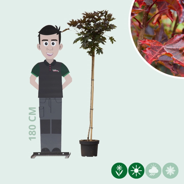 Rode bol esdoorn 120 cm stamhoogte