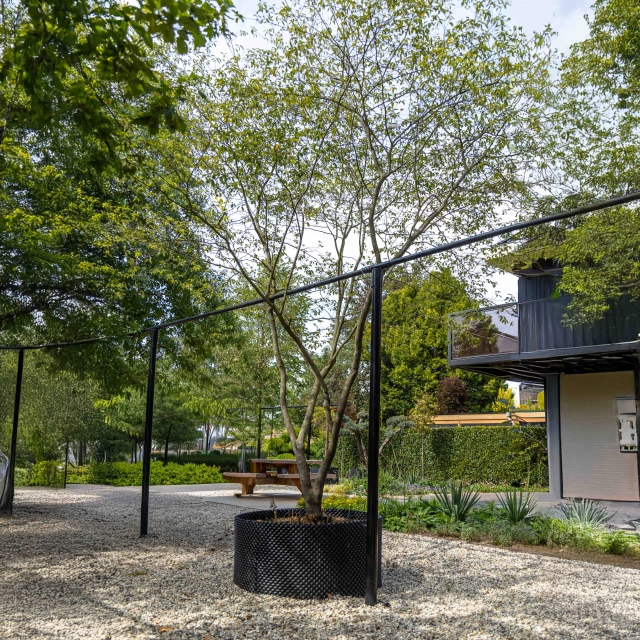 Krentenboom meerstammig #1