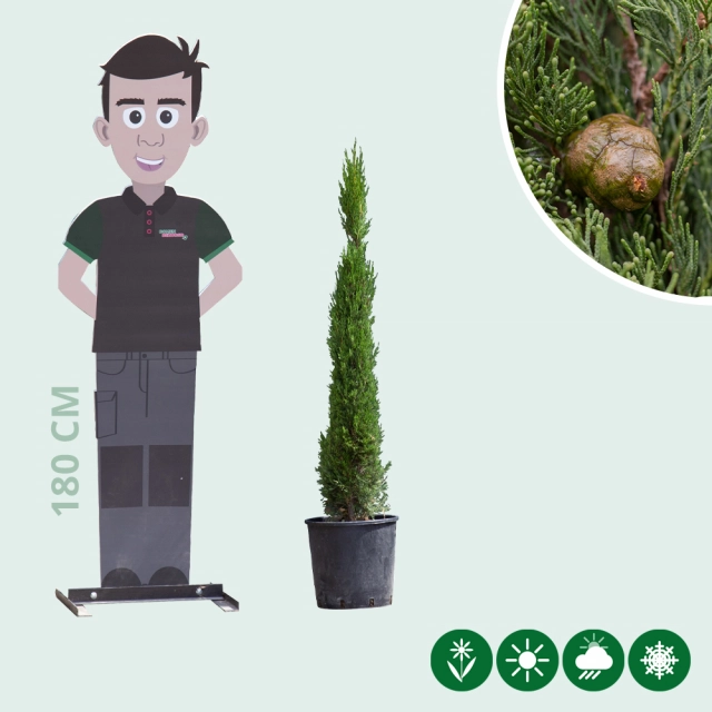 Italiaanse cipresboom 100 cm