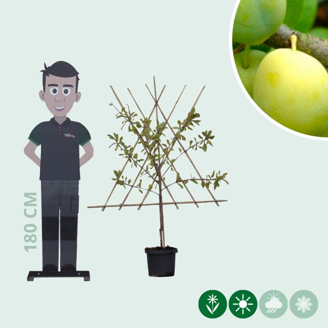 Zoete pruim 'Reine Claude Verte' laagstam leiboom