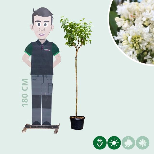 Sering 'Mme lemoine' halfstam