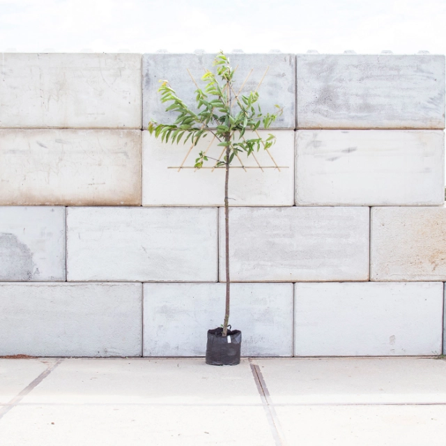 Prunus a. 'kordia' hoogstam leiboom