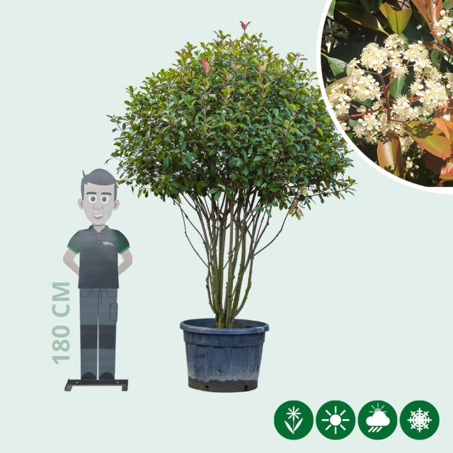 Glansmispel meerstammig volgroeid