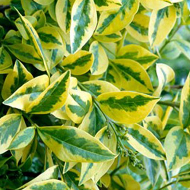 Bontbladige ligusterhaag 80 cm