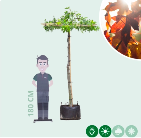 Amberboom vierkant dak 200-220 cm stamhoogte