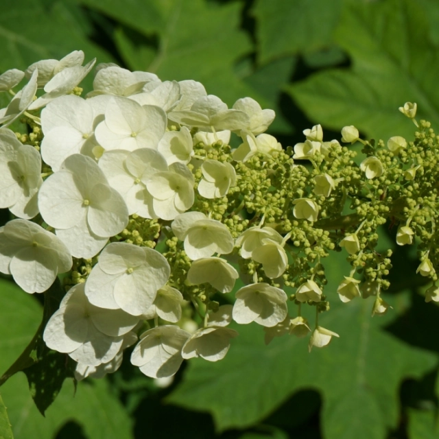 Eikenblad hortensia