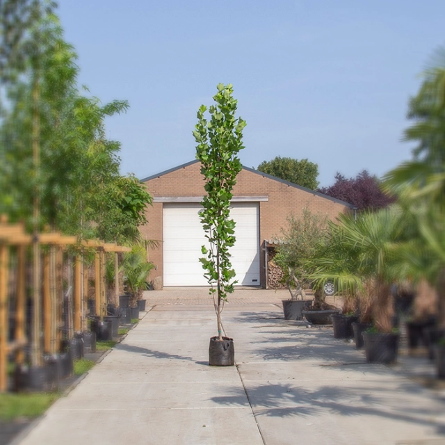 Zuil tulpenboom