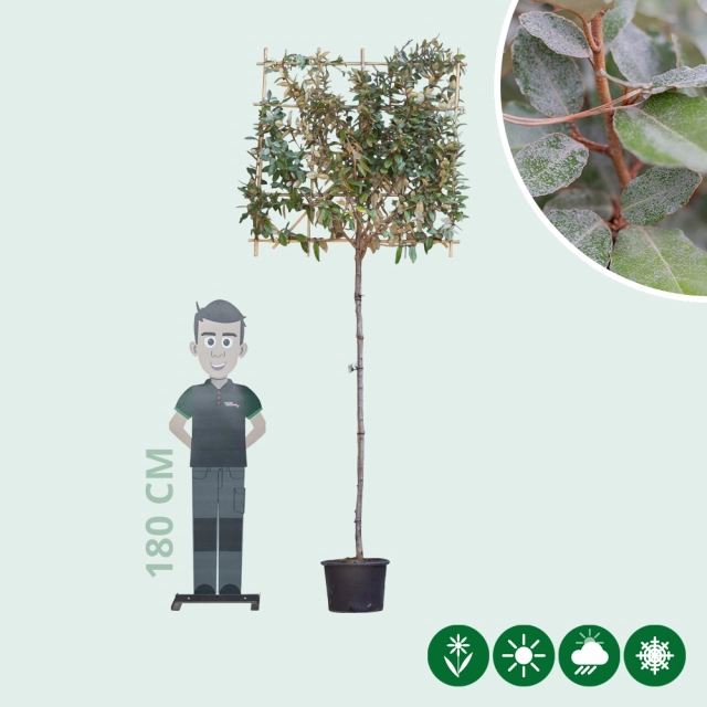 Olijfwilg leiboom 180 cm