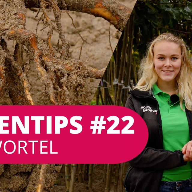 Bomentip #22 | Kale wortel