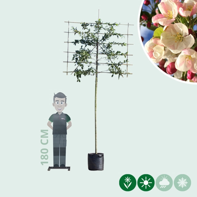 Sierappel leiboom 220 cm