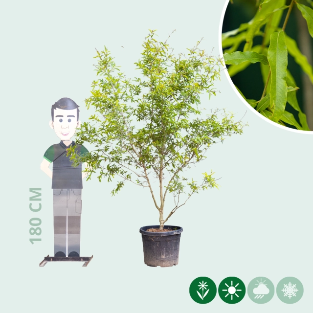 Wilgbladige eik meerstammig