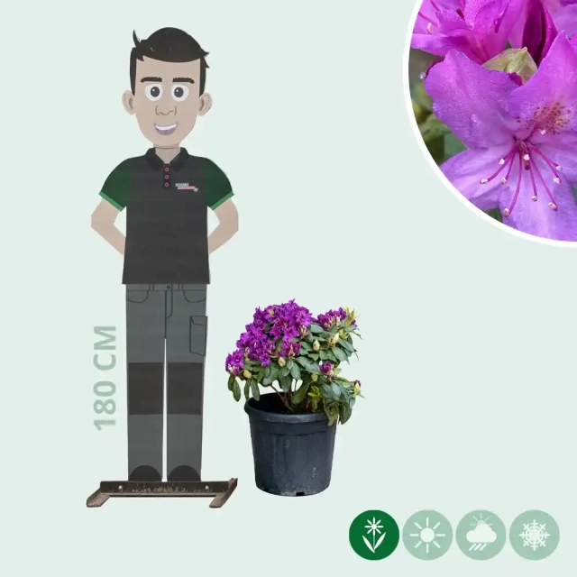 Rhododendron 'Marcel Menard'