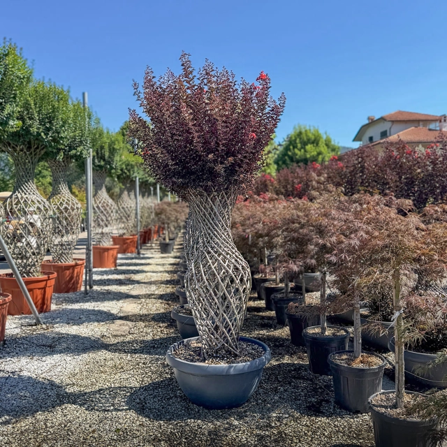 Lagerstroemia 'Black Diamond' vaasvorm #184