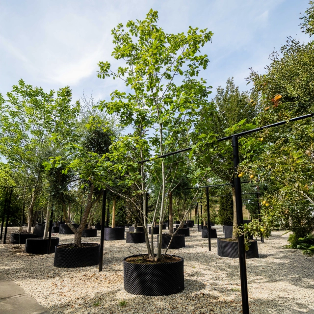 Amerikaanse eik meerstammig #1