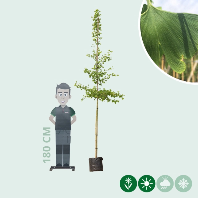 Japanse notenboom