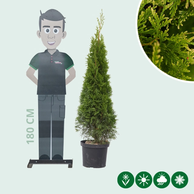 Conifeer 'Smaragd' 120 cm