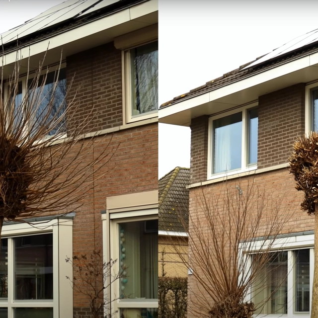 Hoe snoei je een bolcatalpa?