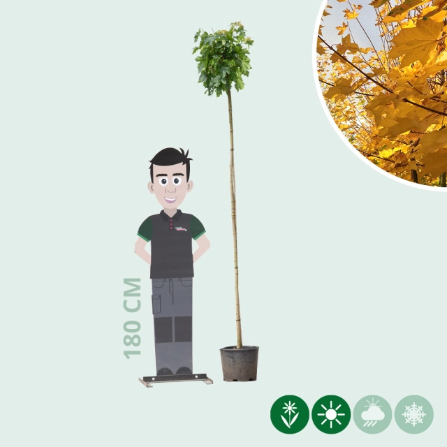 Groene bol esdoorn 200 cm stamhoogte