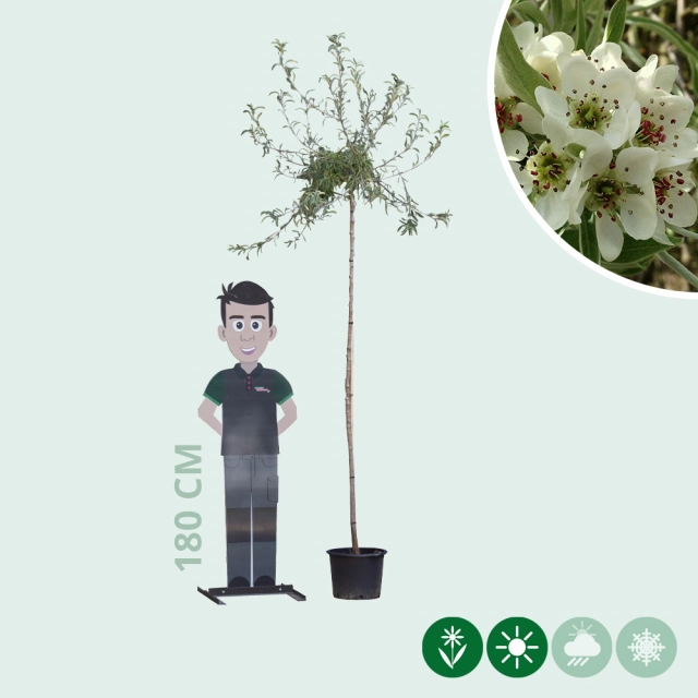 Wilgbladige treur sierpeer