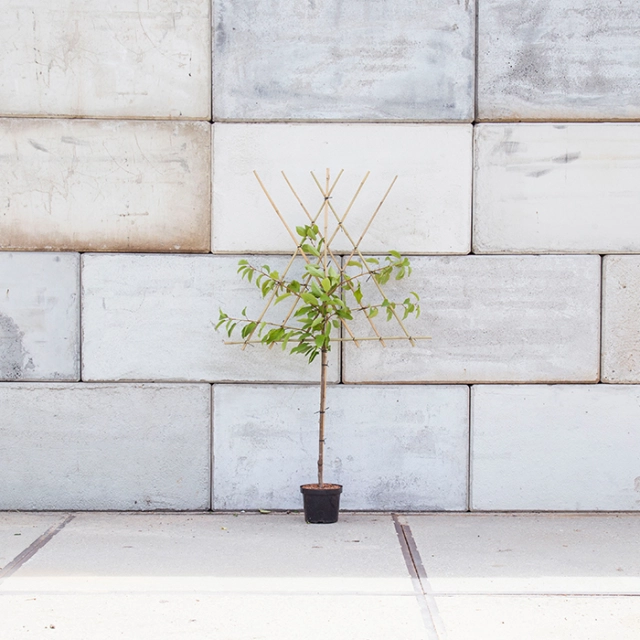 Prunus a. 'Bigarreau Burlat' halfstam leiboom